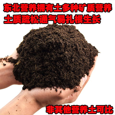 播种专用泥炭土多肉植物多肉花土营养土培养配方土壤已