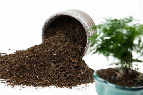 花草知人心,绚烂生活用花擎园艺用品来打造