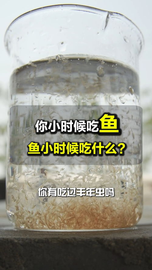 奇特的种鱼饵料 孵化方式是怎么样的呢 精品丰年虫 丰年虾干 工厂化养殖 丰年虾卵 孵化率 水产养殖 养殖