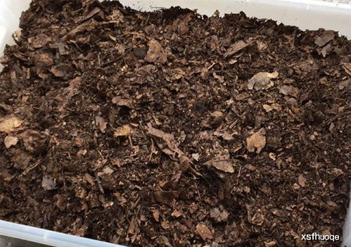 养花就选这土,不烂根,不黄叶,夏天也能蹭蹭爆盆 花卉