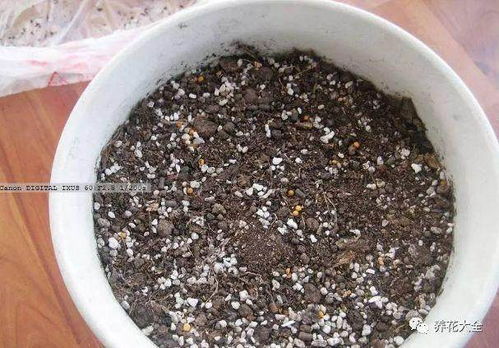 图解 养花旧土加点它 赛过营养土 图片