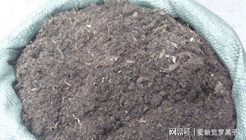 营养土不用买,路边随便捡,自制万能养花土,疏松肥沃不花钱