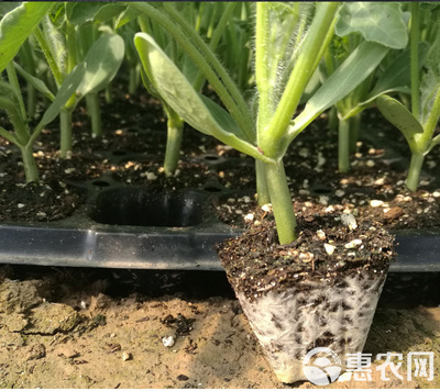 育苗基质泥炭土椰糠缓释肥蔬菜育苗家庭园艺瓜果培育通用型