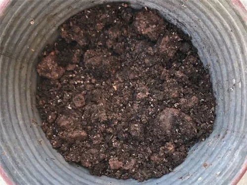 换盆掺点它,不烂根不黄叶,根长得比拇指还粗