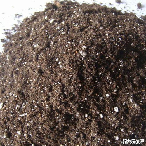 长寿花换盆两大误区,好方法可以有效避免