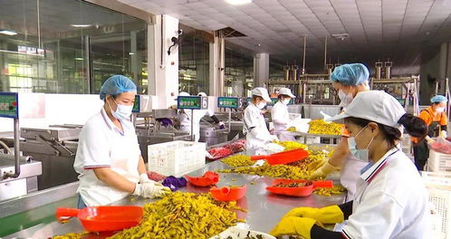 12家辣椒烘干线企业 6家辣椒制品厂,助推播州辣椒更好更快走向市场