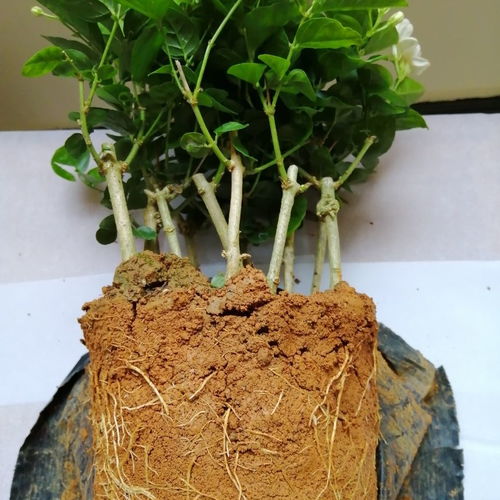 茉莉花专用土营养土富硒红泥土黄土适合茶花牡丹花肥沃无虫害酸性