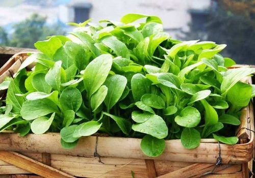 农业电商正值风口,合浦农资借势高效转型能否重塑产业新业态