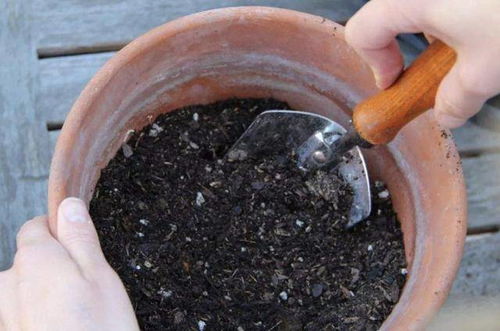 土壤有 虫卵 ,3个 小步骤 做好,土壤变干净,花卉不烂根 种植