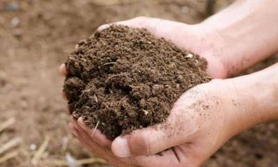 将尿液长期浇在土里会变成适合植物生长的营养土吗