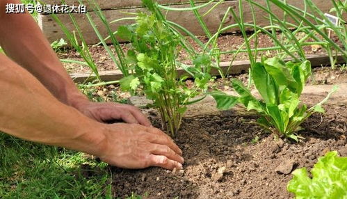 经济薄弱,该怎么实现花园梦 用这些 替代物 降低养花成本