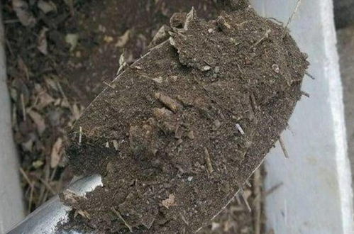 在家自制营养土,松软透气养分足,轻松养好各种花