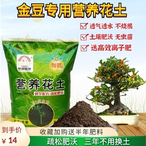 老桩盆景下山桩