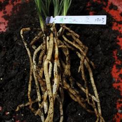 一香 牌天然有机营养土3包 老配方 粗