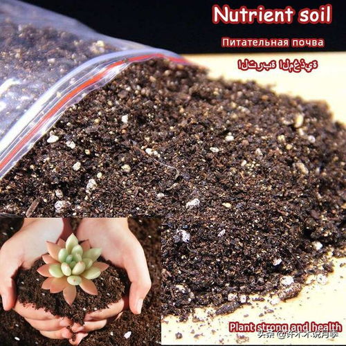 月季盆栽还是地栽好 做好这几点,盆栽月季照样开花爆盆长势快