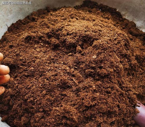 养多肉,要用对土,好的多肉养多肉,事半功倍,发根速度更快