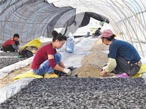 今日玉环数字报刊平台