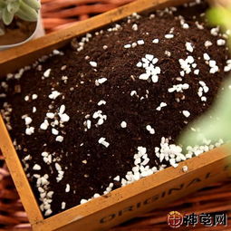 垫材五花八门,饲养半水龟用哪种最好