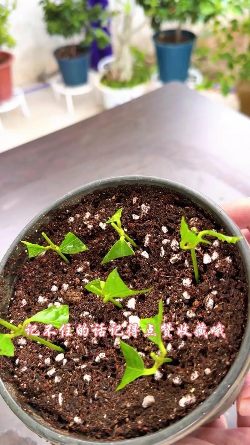 茉莉花扦插教程.材料:茉莉花,水,疏松透气的营养土