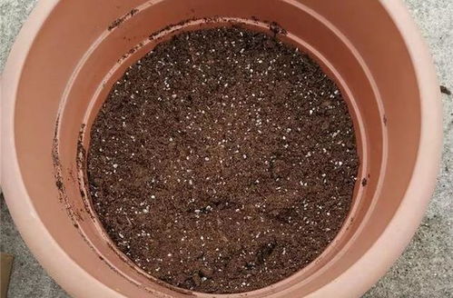 养百合花真上瘾,长的快 开花多,寓意还好,每个品种都想养 种球