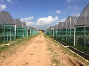 怀化共享农业最强音 葡萄免费吃三年，颠覆传统农业震撼来袭