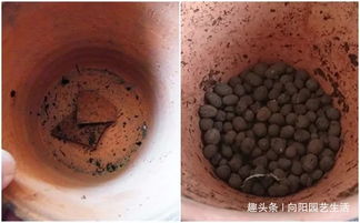 搭配营养土 疏松透气养分高，养君子兰最合适的秘诀