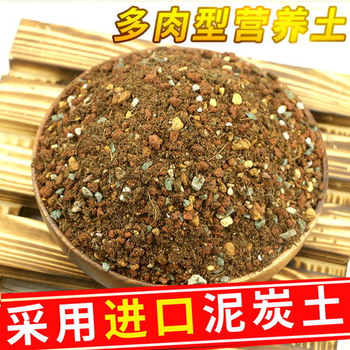 奥蕴多肉专用营养土 为您的多肉植物提供专业呵护