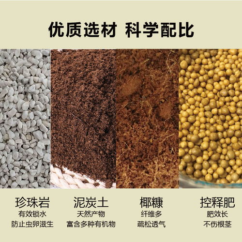 卫生间适合种植的几种花草 清新空气，无需阳光，营养土培植更佳