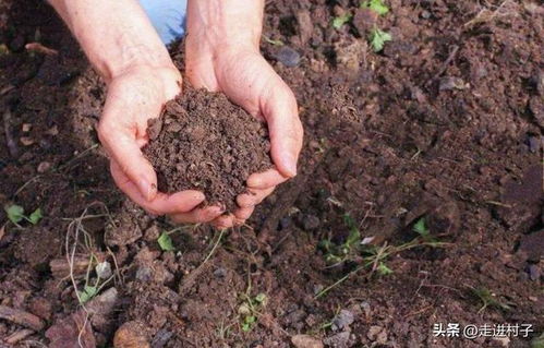 这三种材料是土的原型,制作营养土就找它们,比珍珠岩还棒