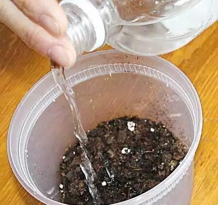 花友网上买土被快递员笑话,为什么不自己制作营养土