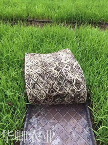 涪陵泥炭土与营养土的购买指南